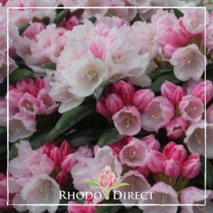 Rhododendron Yak FCC