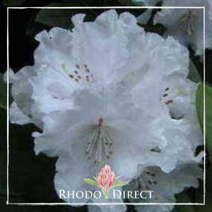Rhododendron Yak Helene Schiffner