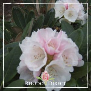 Rhododendron Yak Pac Walport
