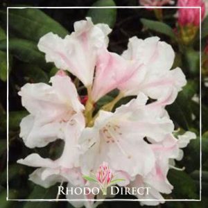 Rhododendron Yak Queen