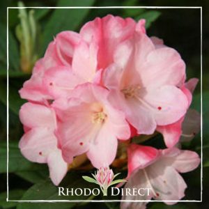 Rhododendron Yak sunrise