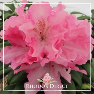 Rhododendron Prince Of Japan