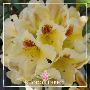 Rhododendron Yellow Butterflies