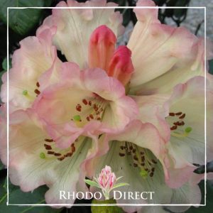Rhododendron Yellow Moon