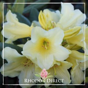 Rhododendron Yellow Petticoats