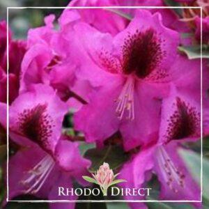 Close-up image of vibrant pink Rhododendron flowers with dark spots near the center. The "Rhodo Direct" logo