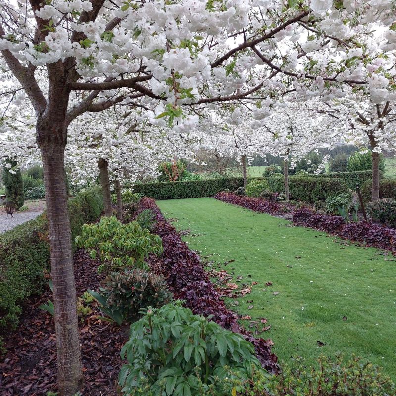 A neatly manicured garden path flanked by lush green grass and bordered by purple-leafed plants, with blooming white flowering trees arching overhead, showcases perfect spring 2023 preparation.