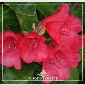 Molly Ann Rhododendron.