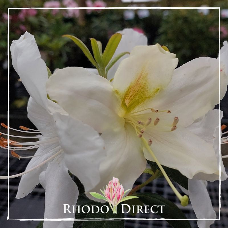 Close-up of a white Rhododendron Anne Teece flower with a yellow-green center