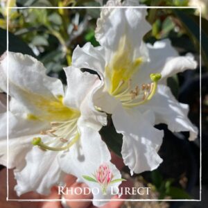 Close-up of white Rhododendron Grandiflorum flowers with a hint of yellow
