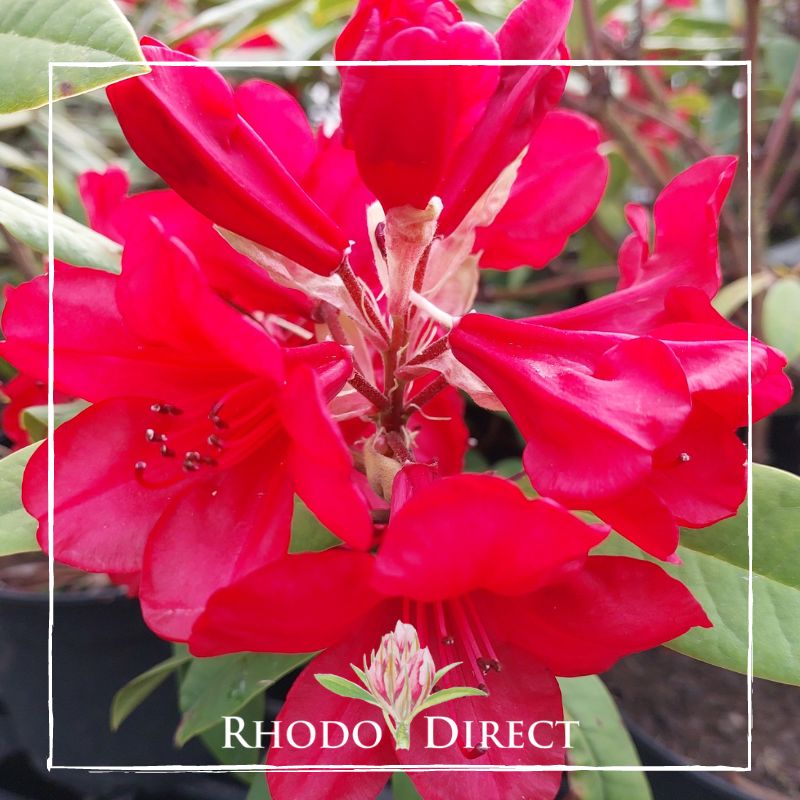 A close-up of bright red rhododendron flowers with green leaves in the background. The image