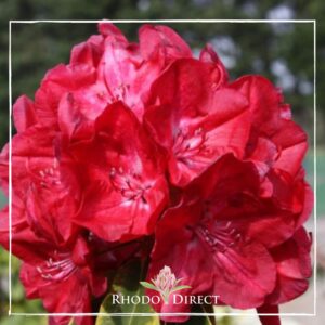 A cluster of vivid Rhododendron Lems Burgendy flowers in full bloom is displayed within a white square border. The words "RHODO DIRECT" and a pink flower logo appear at the bottom center.