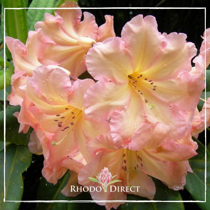 Cluster of pink-yellow Rhododendron Fred Wynniatt Tria flowers with dew droplets on petals