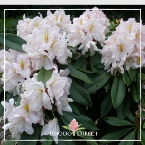 A cluster of pale pink Rhododendron James Burchett flowers with yellow centers