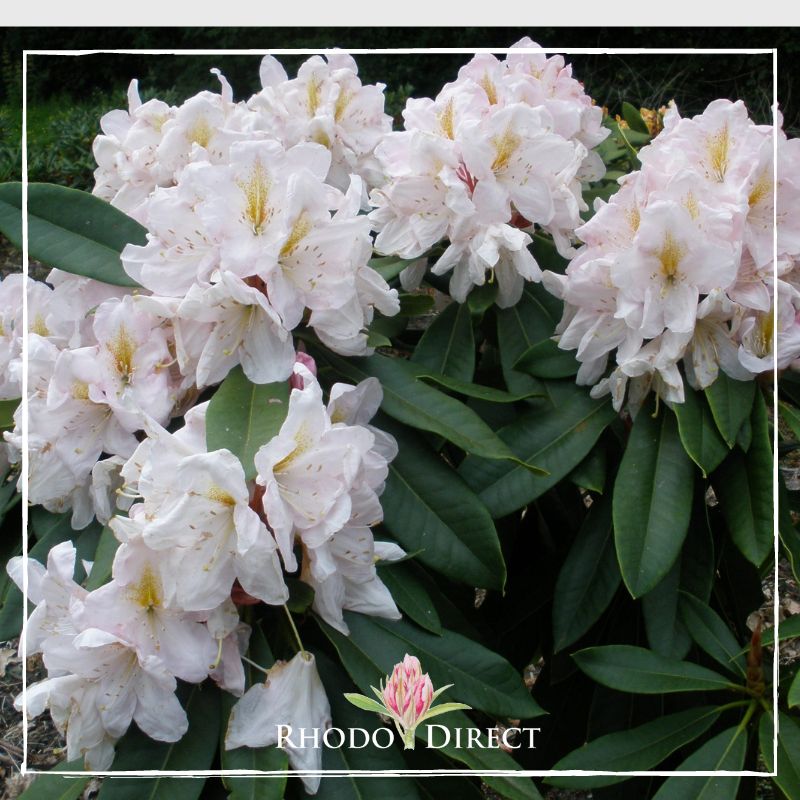 A cluster of pale pink Rhododendron James Burchett flowers with yellow centers