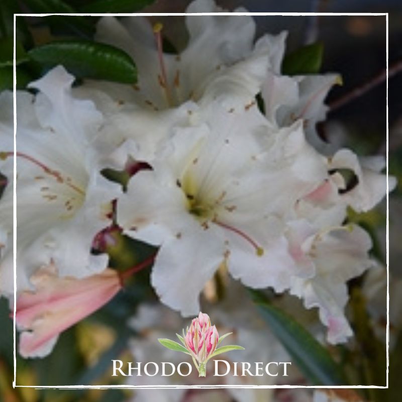 Close-up of white Rhododendron Nance Garbutt blossoms with a pink bud