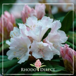 Close-up of pale pink Rhododendron Ed Hillary flowers with prominent stamens