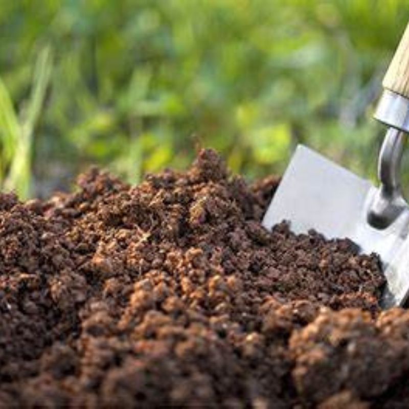 Close-up of a shovel partially buried in a pile of clay soil with green plants, including rhododendrons, in the background.
