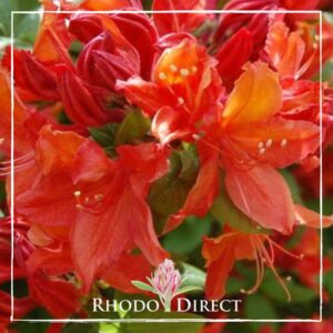Close-up of bright red and orange rhododendron flowers with green leaves