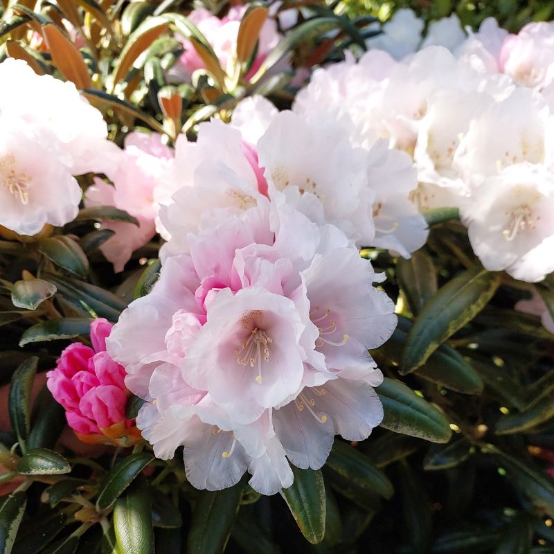 Close-up of light pink rhododendron flowers in bloom with green leaves in the background. A few buds are yet to open on these beautiful flowering shrubs.