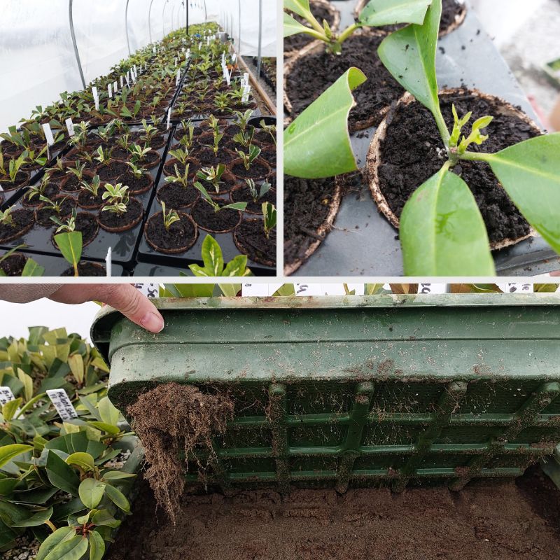 A composite image showing plant seedlings in a greenhouse. The top left showcases thriving cuttings lined up in rows; the top right features close-ups of seedlings nestled in soil trays like they're experiencing Jiffy Joy; and the bottom reveals roots extending from pots, eager to find their new home.