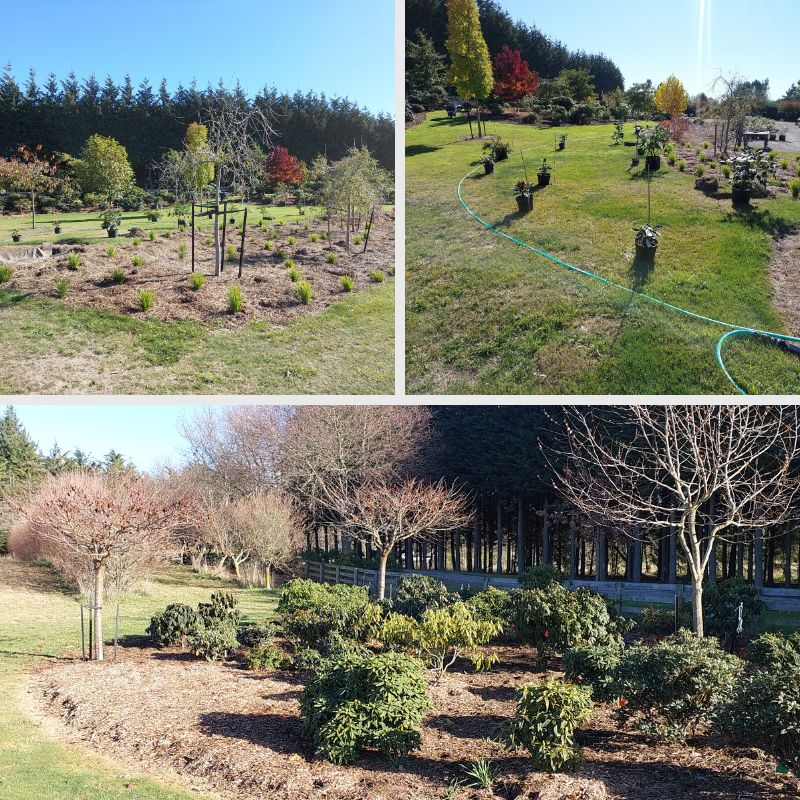 Three photos of garden landscapes, featuring young trees, shrubs, and a hose on green grass in a well-maintained outdoor space, perfect for showcasing your gardening project.