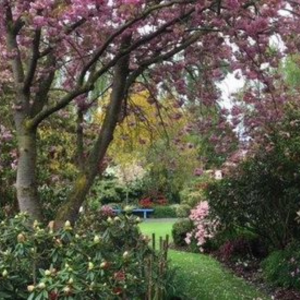 A lush garden with a pathway, where visitors can enter a world surrounded by blooming pink cherry blossoms and green foliage. A blue bench is visible in the distance, offering a tranquil spot to admire nature's beauty.