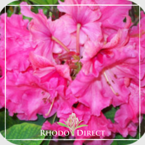 Close-up of bright pink rhododendron flowers with green leaves in the background