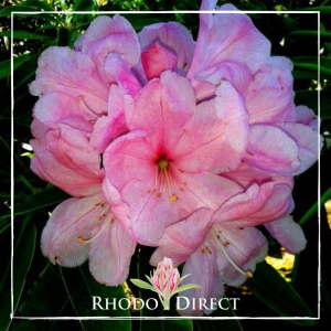 Rhododendron Opal Fawcett