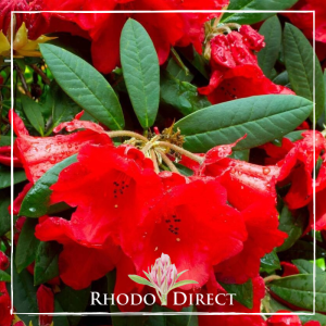 Bright red Rhododendron Thor flowers glisten with water droplets against lush green leaves