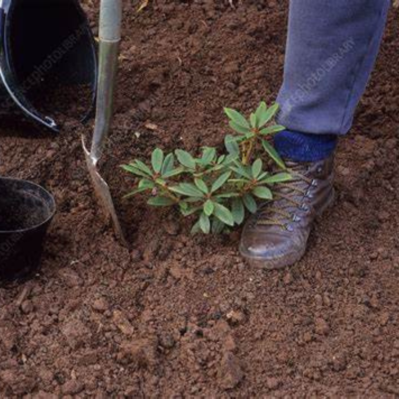 A person wearing boots is carefully planting a small shrub in the soil with a shovel, aspiring for success, as an empty black pot lies nearby, perhaps once home to vibrant rhododendrons.