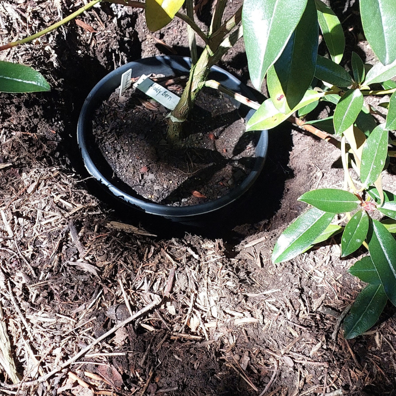 A plant in a plastic pot, partially buried in soil and surrounded by mulch and green leaves under sunlight, mirrors the careful plant care required for Rhododendron success.