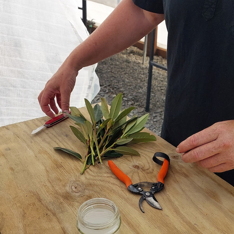 Hands carefully preparing rhododendron cuttings on a wooden table with a knife, pruners, and a small jar nearby, perfect for growing new plants.