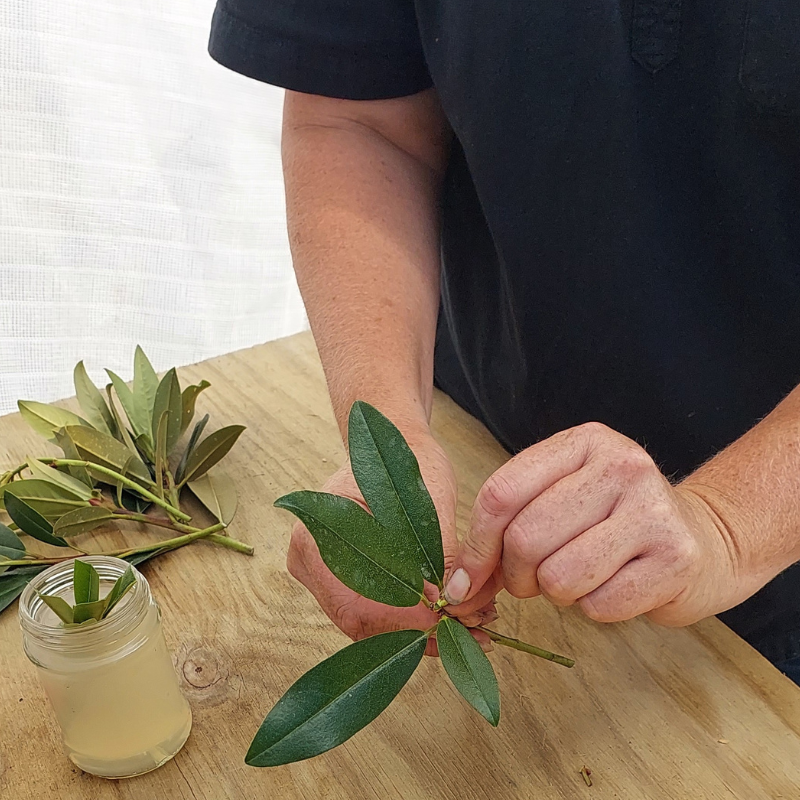 A person wearing a black shirt is carefully pinching leaves from a branch over a wooden table, likely propagating rhododendrons. Nearby, more branches and a small jar with liquid and a leaf are visible.