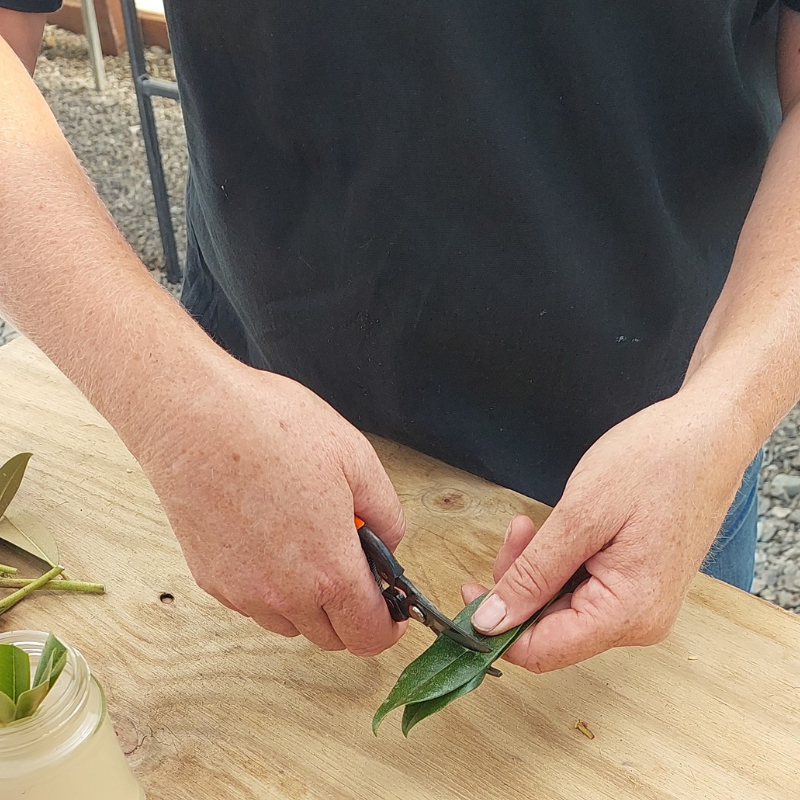 Person in a dark shirt uses pruning shears to cut a leaf stem on a wooden surface, perfect for propagating rhododendrons. A jar with liquid is nearby, ready to nurture new growth.
