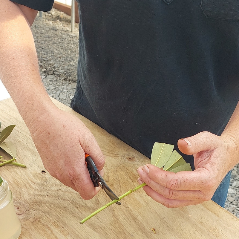 A person in a dark shirt is carefully using clippers to trim the stem of a green plant, possibly propagating new growth, on a wooden surface. Rhododendron leaves and a small jar sit nearby, enhancing the scene's natural charm.