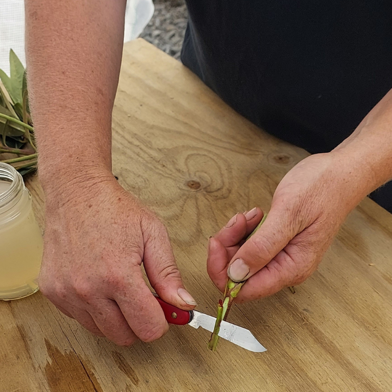 A person uses a small red knife to trim the end of a green stem on a wooden table, preparing for propagating rhododendrons, with a jar of liquid nearby.