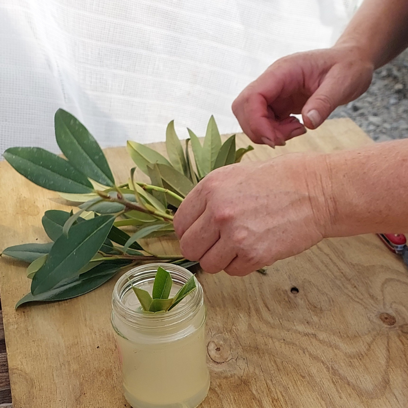 Hands arrange eucalyptus leaves next to a mason jar filled with liquid on a wooden surface, carefully setting the stage for propagating new growth.