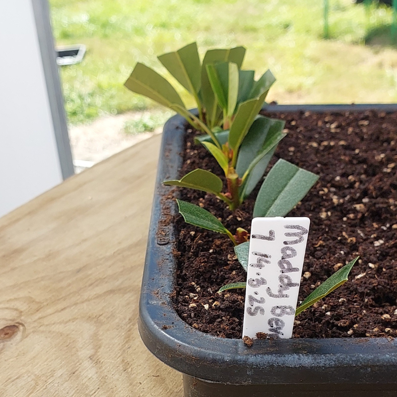 Several small plants in a tray labeled "Maddy Bay 7.14.23" sit on a wooden surface with a lush green outdoor backdrop, showcasing the early stages of growing rhododendrons.