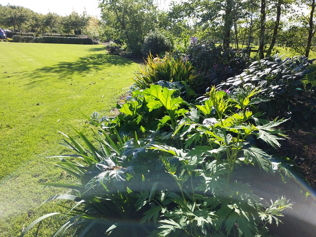 A well-maintained garden featuring lush green Rhododendrons and shrubs next to a neatly cut lawn, basking in bright sunlight with some shadows and a visible lens flare—perfect inspiration for those seeking fresh landscaping ideas.