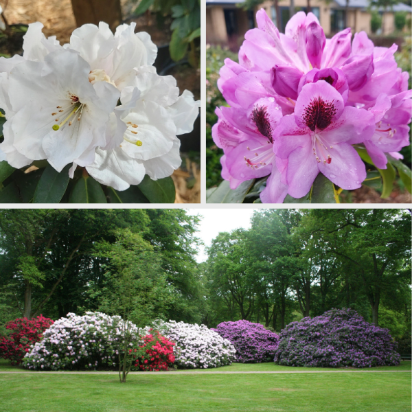 Close-up photos of white and pink rhododendron flowers are shown above a garden scene where colorful rhododendron bushes form lush hedges and natural screens.