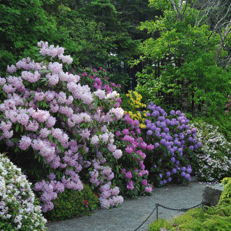Pathway bordered by flowering shrubs and rhododendrons with clusters of pink, purple, and yellow blooms, surrounded by green foliage and trees in the background.