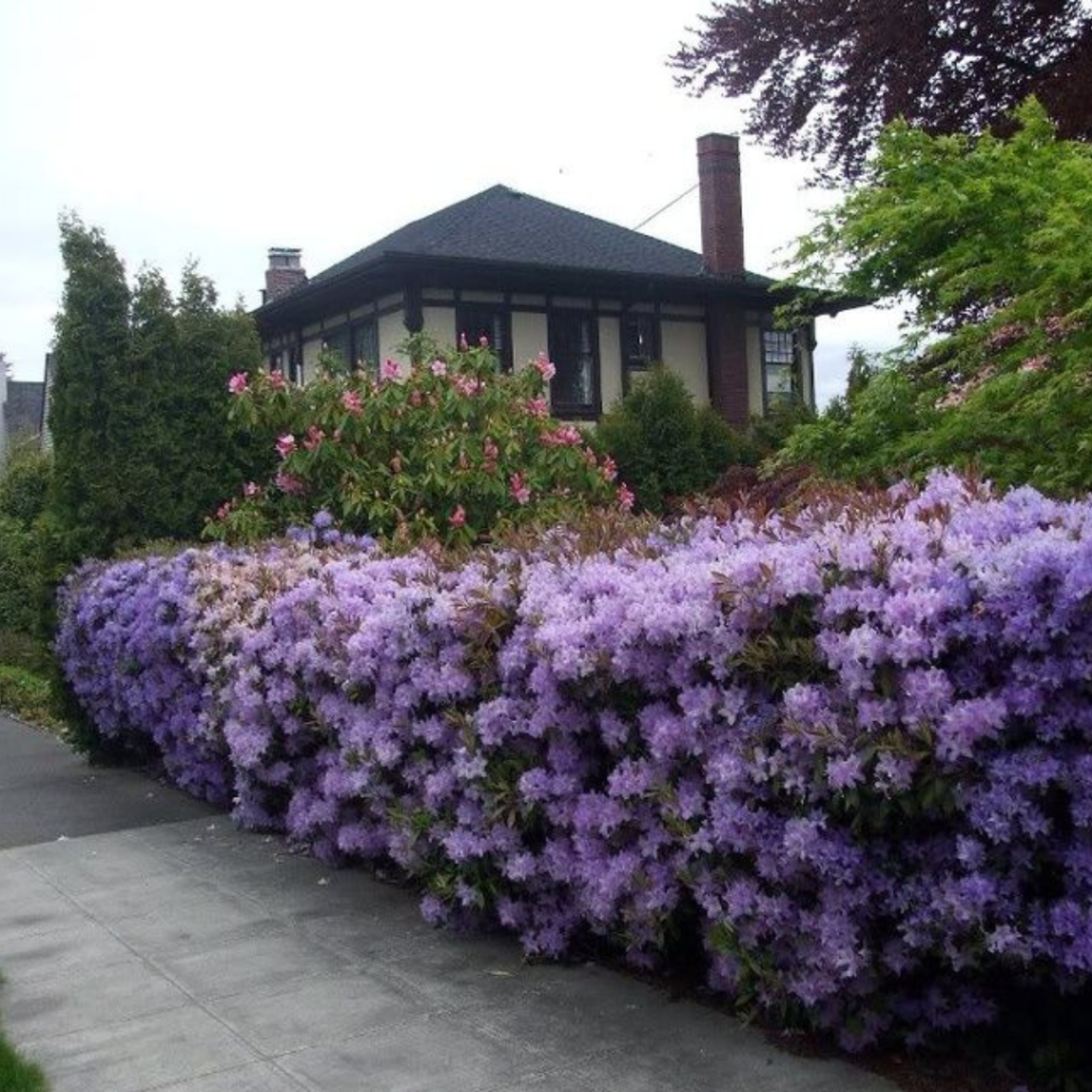 Single-story house with a dark roof partially hidden behind a lush living wall of blooming purple and pink hedge rhododendrons along the sidewalk.