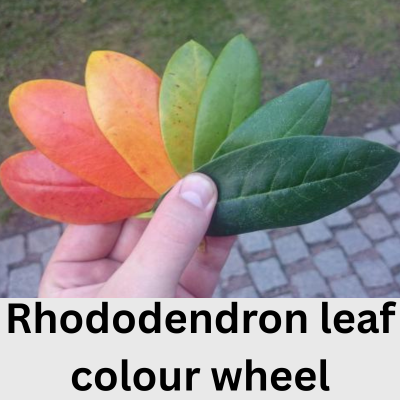 A hand holds six rhododendron leaves arranged in a fan, showing a gradient of colors from red and orange to yellow leaves, green, and dark green—highlighting how plant problems can affect rhododendron foliage.