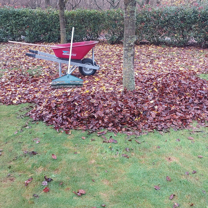 A red wheelbarrow, rake, and broom are on a lawn, with wet fallen leaves and mulch gathered in piles around a tree and scattered across the soil.