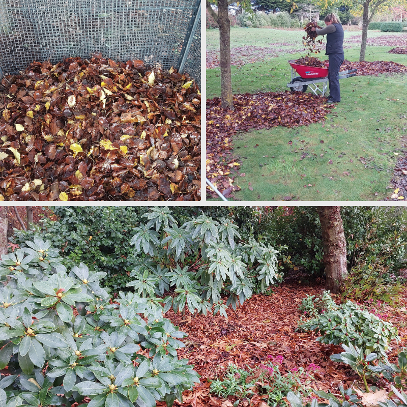 Three images: collected fallen leaves in a bin, a person raking leaves into a wheelbarrow, and garden beds mulched with leaves to enrich the soil under shrubs and trees.