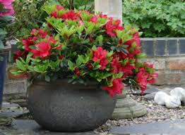 A round, dark container filled with a bushy azalea plant—part of the Rhododendrons family—displays bright red flowers and green leaves, set in a garden with gravel and bricks.
