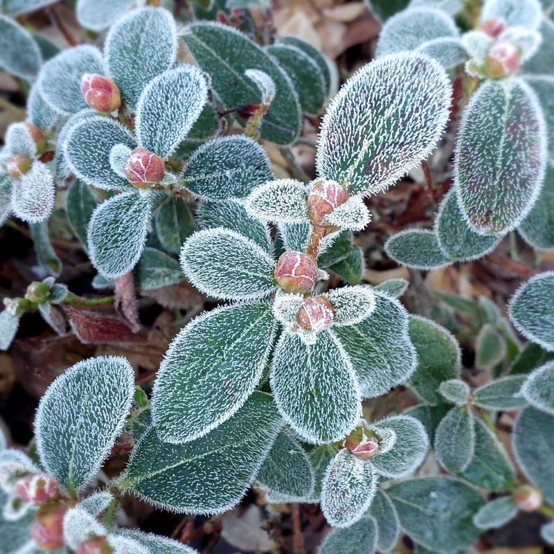 Frost-covered green leaves and small pink buds of rhododendrons on a plant, with a blurred background of soil and foliage that hints at the cold.