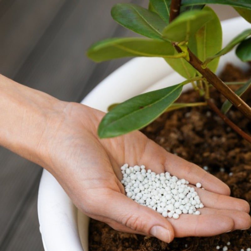 A hand sprinkles granular fertilizer onto the soil of a potted plant with broad green leaves—an essential step to fertilise your plants, as outlined in our August Growing Guide.