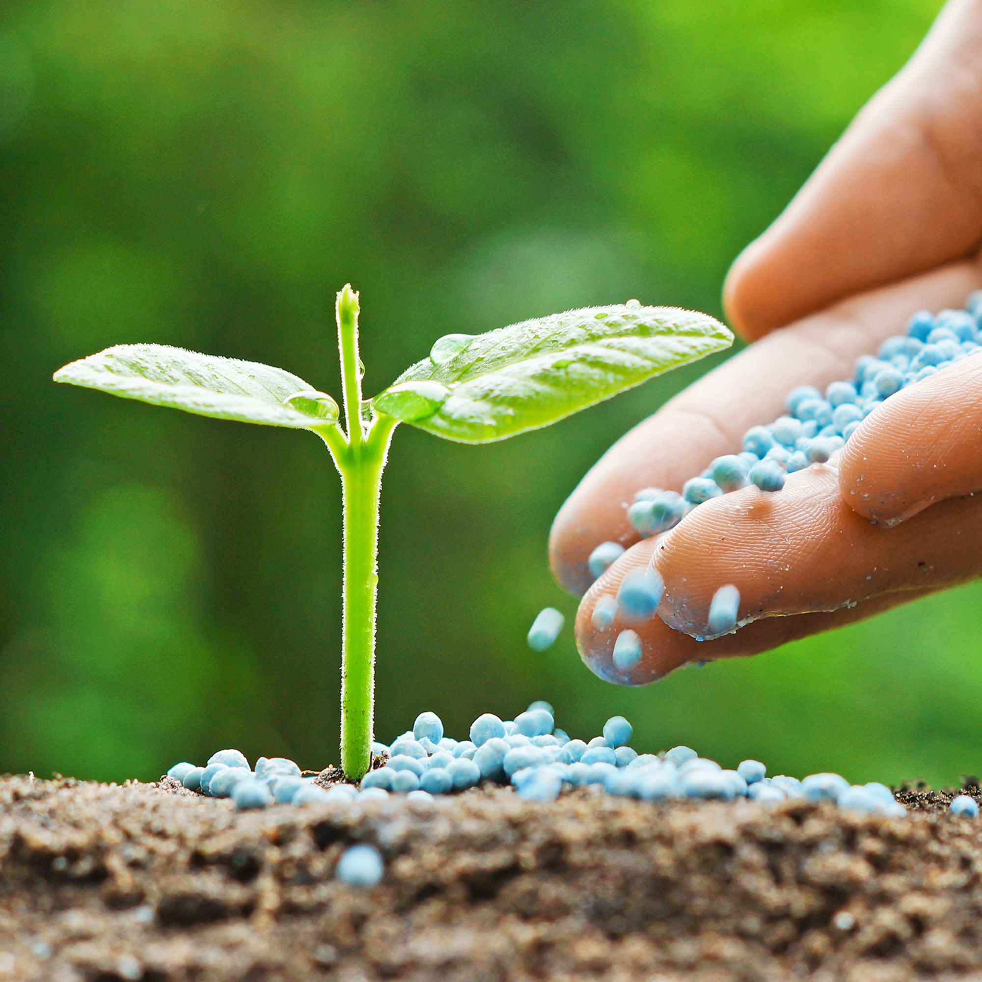 A hand sprinkles blue fertilizer granules on soil near a small green seedling—a perfect way to fertilise young plants, as suggested in our August Growing Guide; blurred green background.